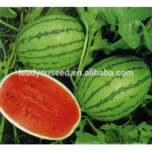 MW22 Yanhong High sugar green f1 hybrid watermelon seeds for sales